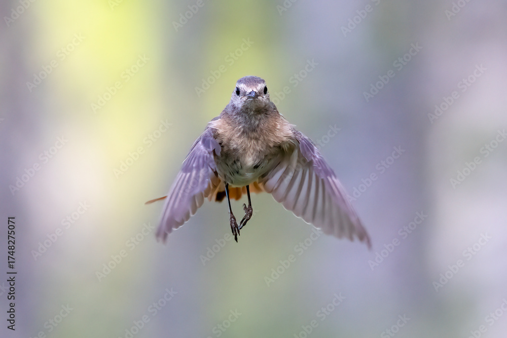 Obraz premium Common redstart