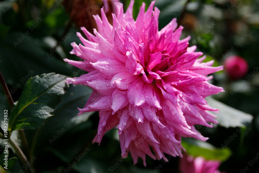Obraz premium Dahlien (Dahlia) Zierpflanze im Sommer
