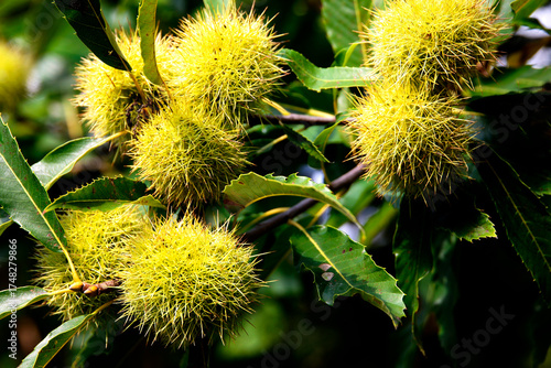 Fotografía Edelkastanie (Castanea sativa) auch Esskastanie, Früchte am Baum