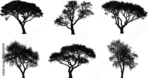  Acacia tree silhouette vector set, natural forest landscape illustration, black tree collection design, nature shapes art, outdoor wildlife elements for graphic decoration.