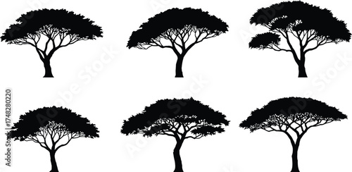  Acacia tree silhouettes, African savanna illustration, nature vector collection, flat top tree design, tropical forest shapes, safari landscape art, isolated tree bundle