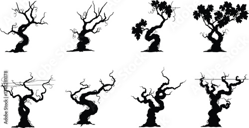  Old grapevine silhouette collection, twisted vineyard tree vector set, ancient wine plant illustration, black nature shapes design, vintage organic agriculture graphic art.