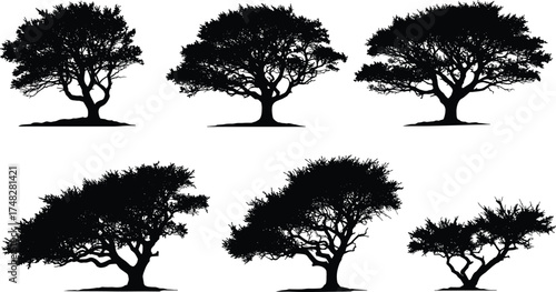  Silhouette trees collection, black acacia tree set, tropical forest vector, natural landscape illustration, nature shapes design, isolated tree silhouettes for graphic art.