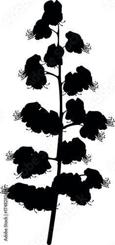 Black silhouette of inflorescence of horse chestnut (Aesculus hippocastanum) isolated on white background