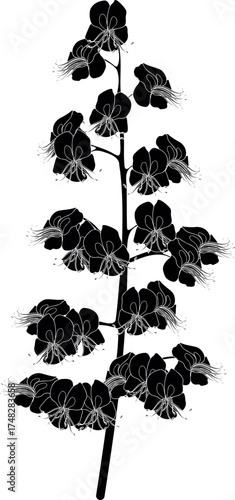 Black silhouette of inflorescence of horse chestnut (Aesculus hippocastanum) isolated on white background