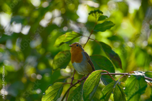 Wallpaper Mural Close-up of european robin on twig backlit by soft autumn light Torontodigital.ca