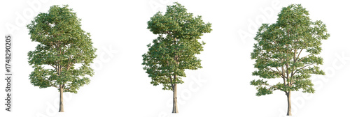 Gymnocladus dioicus  tree cutout, front view, transparent background, isolate, Three lush green deciduous trees with detailed bark and foliage