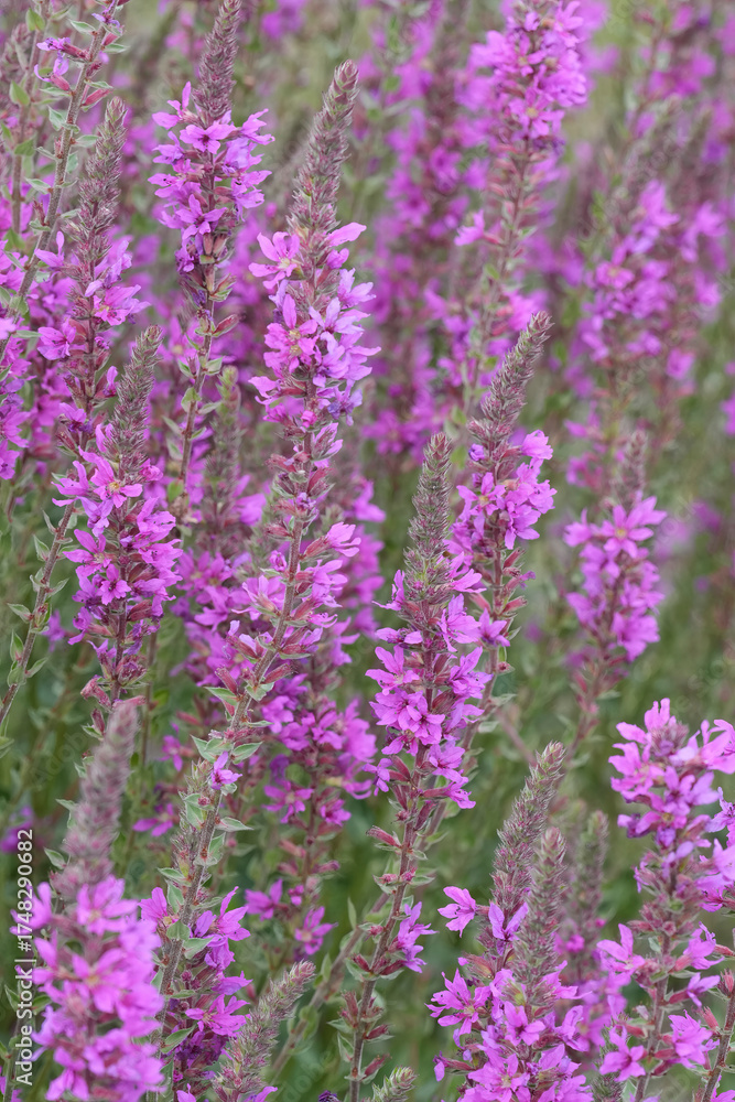 Obraz premium Closeup on a group of rich and vibrant flowering purple loosestrife wildflower, Lythrum salicaria