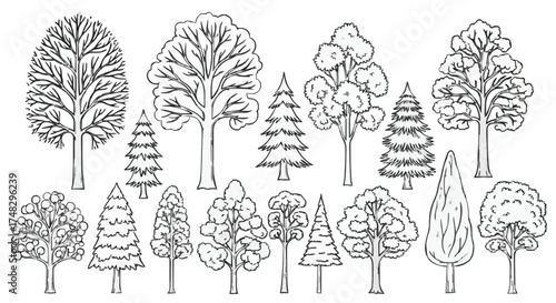 Vector Collection of Detailed Hand Drawn Tree Outlines: Deciduous and Coniferous Species