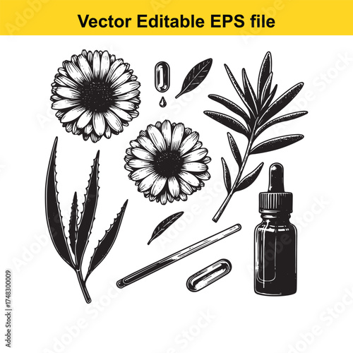 Vector art of botanical illustration of chamomile flowers, aloe vera, and essential oil bottle with dropper