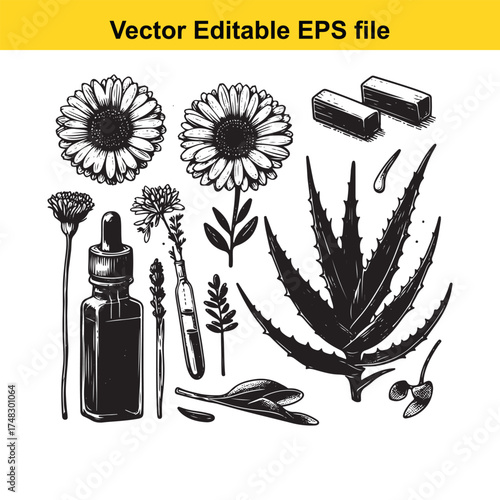 Vector art of collection of botanical elements including flowers, aloe vera, and essential oil bottles