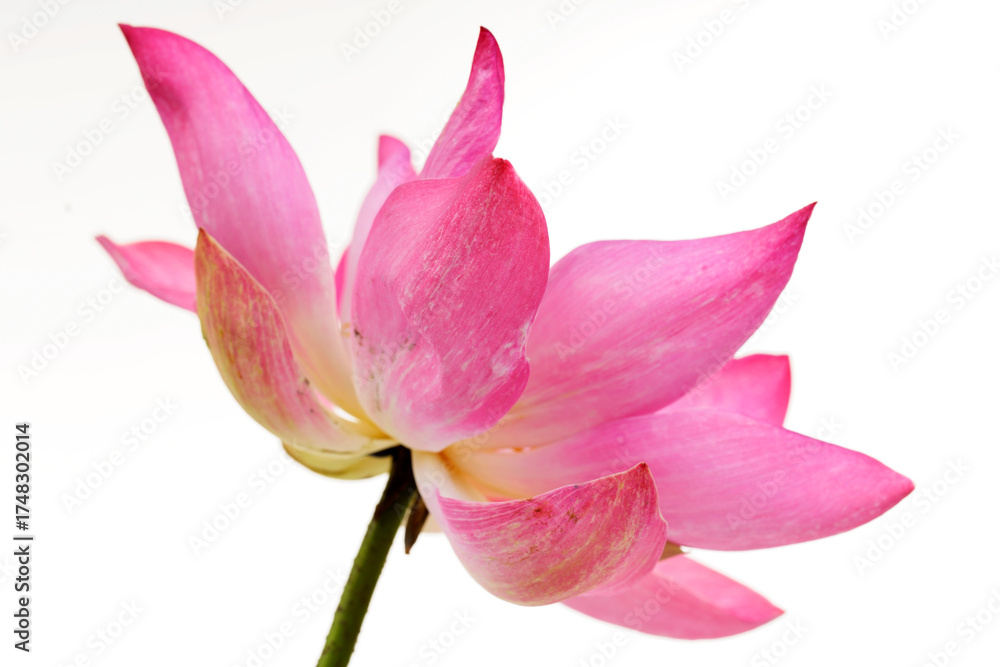 Naklejka premium Pink Lotus Flower in Bloom Against a Minimalist White Background