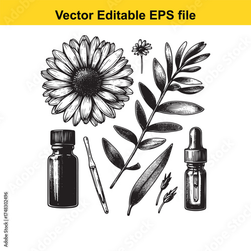 Vector art of assortment of botanical elements including flowers, leaves, and essential oil bottles