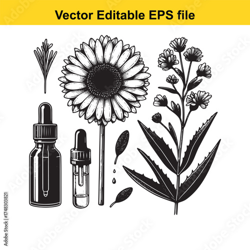 Vector art of assortment of botanical elements, two dropper bottles, and a daisy flower for natural remedies