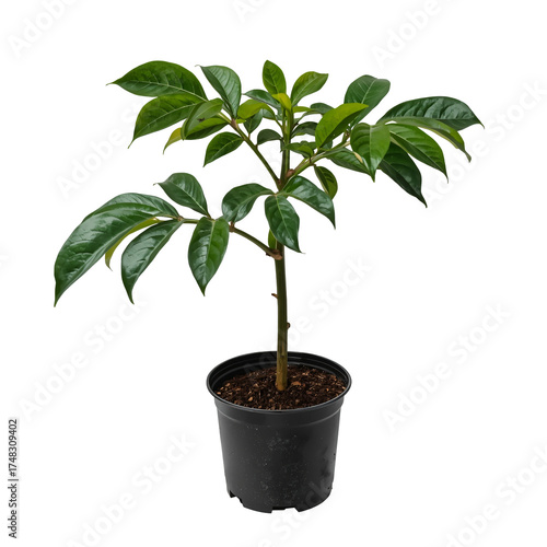 (AI) Vibrant green coffee plant in a pot on transparent background