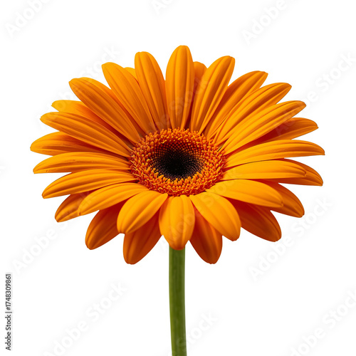 (AI) Vibrant orange flower blossom on transparent background