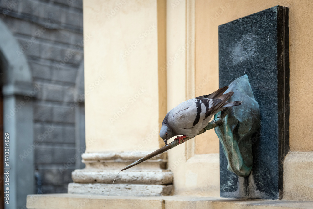 Obraz premium Pigeon drinking water from Fontana del Leocorno on Via Pantaneto in Siena, Tuscany, Italy