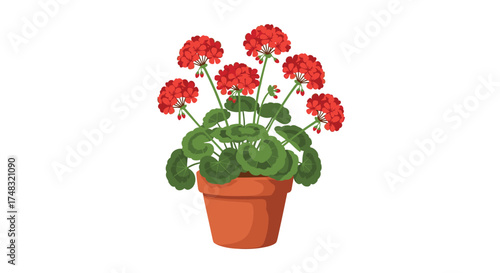 Red geraniums in a terracotta pot.