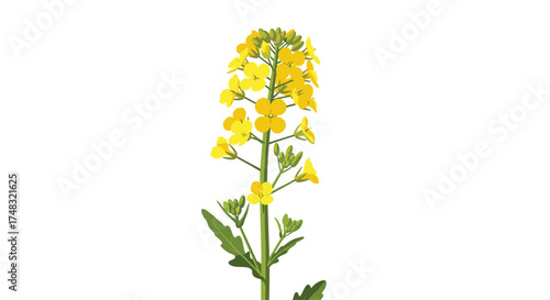 A tall stalk of bright yellow rapeseed flowers with green leaves.