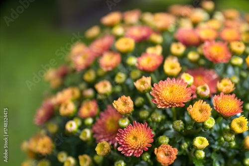 orange chrysanthemum blossoms in the garden at a autumn day