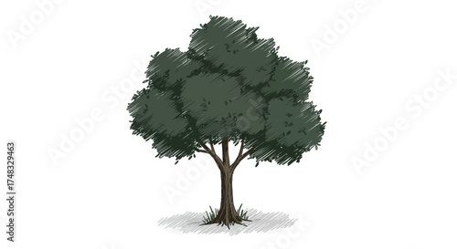 Hand drawn tree with dense canopy and textured leaves on white background