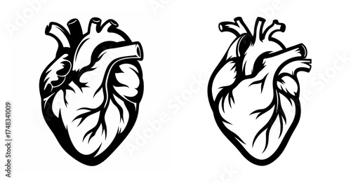 Two realistic anatomical heart silhouettes featuring prominent arteries and veins symbolizing life and vitality