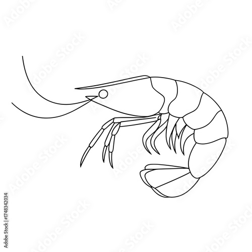 Line art illustration of shrimp on white background  