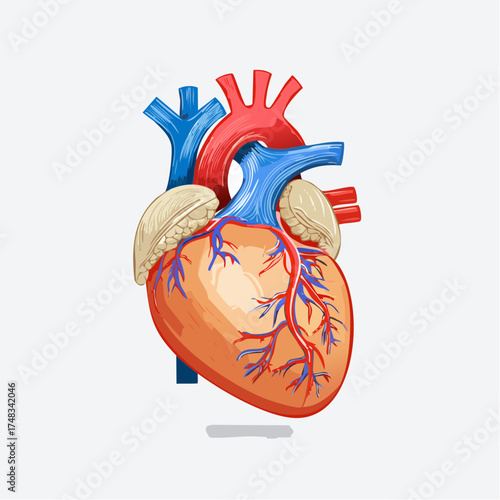 Anatomical Heart Illustration on White Background.