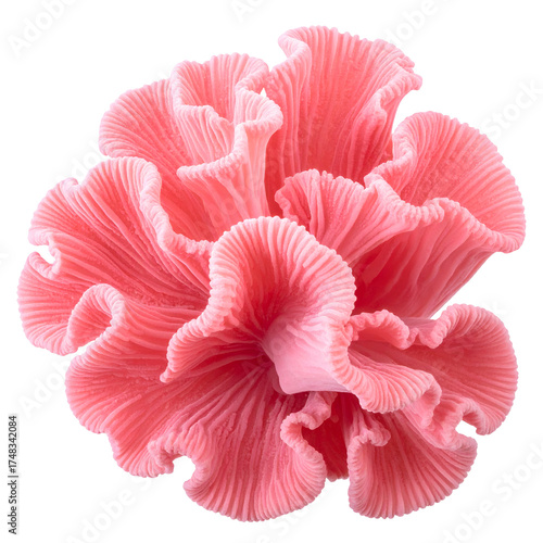 Isolated vibrant pink mushroom cluster with detailed wavy, layered gills and a clean background