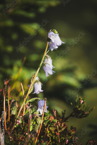 a bearded bellflower, campanula barbata, on a mountain meadow at a sunny autumn morning