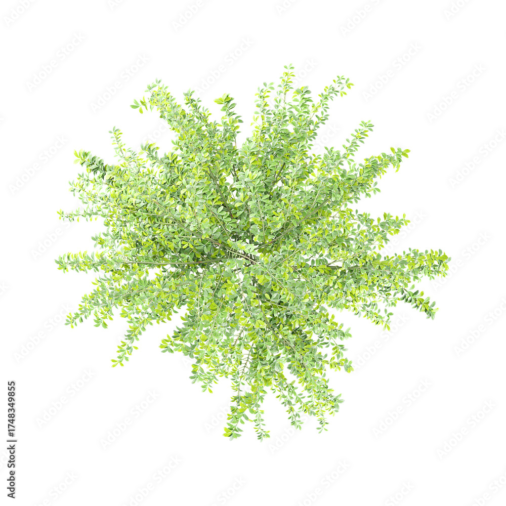 Fototapeta premium 3D rendering of Winter jasmine plant on transparent background from the top view