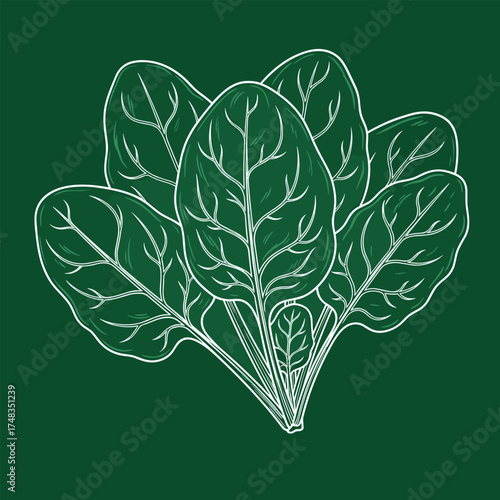 Fresh green spinach leaves healthy and nutritious leafy vegetable.