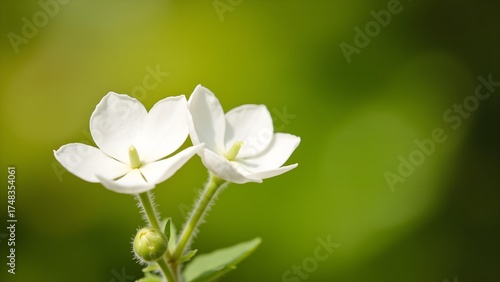 Two small white flowers close-up
