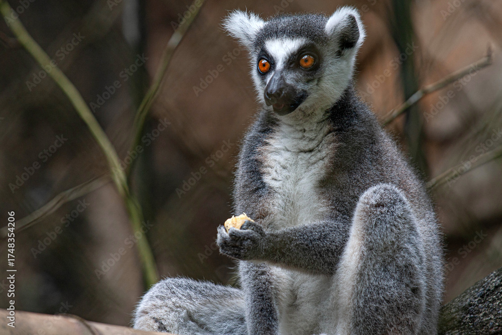Naklejka premium A ring-tailed lemur sits calmly on a branch, holding food in its hand. Its bright orange eyes and soft gray fur stand out against the natural background, capturing Madagascar’s unique wildlife beauty.