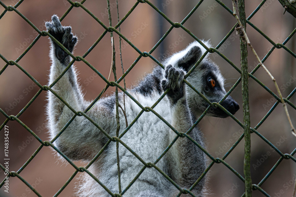 Obraz premium A lemur clings to a metal fence with its hands, gazing outward with bright amber eyes. This emotional close-up captures the beauty and sadness of a wild animal living in captivity.