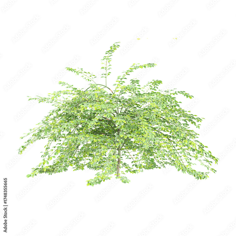 Fototapeta premium Green beautiful Winter jasmine plant isolated on Canvas