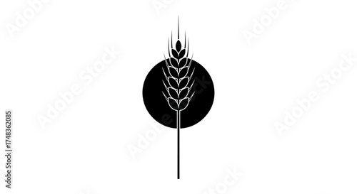 Two Black and White Stalks of Wheat