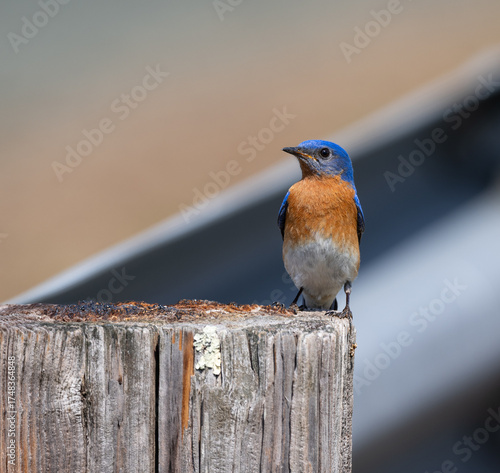 Eastern Bluebird sitting on log