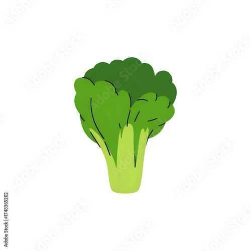 Healthy and Fresh Broccoli Vegetable Isolated on White Background