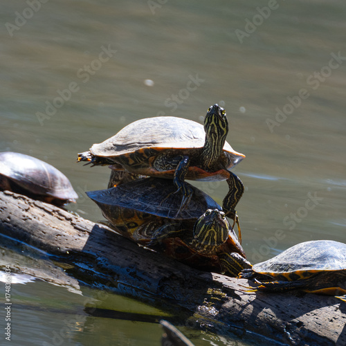 Turtle stacked atop a turtle