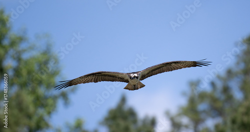 Osprey flying overhead