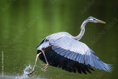Great Blue Heron taking off from lake