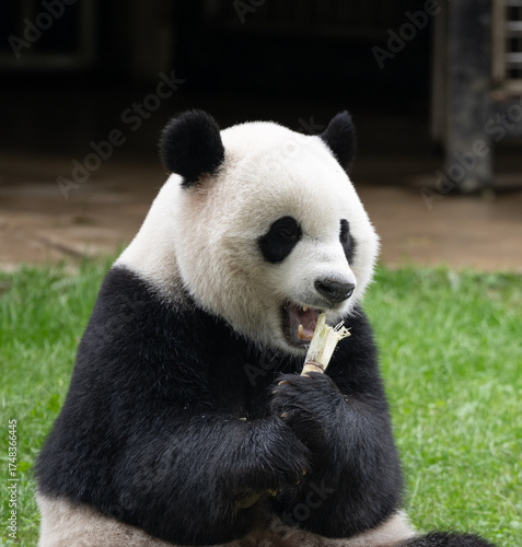 Giant Panda Bear eating Bamboo