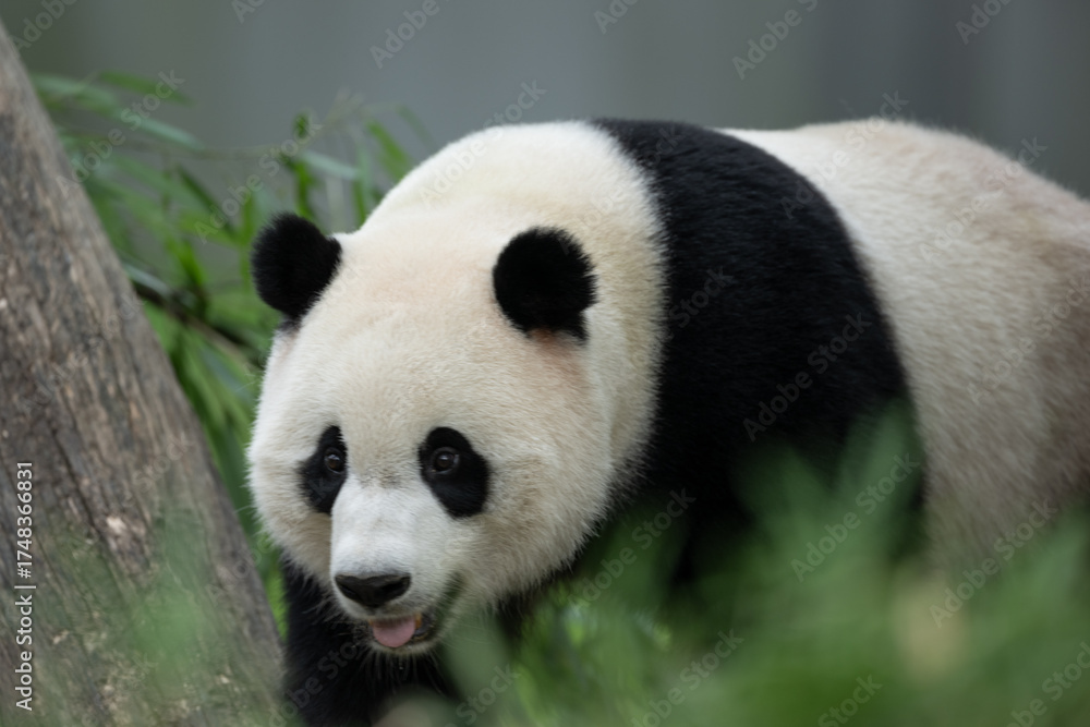 Fototapeta premium Panda walking through grass