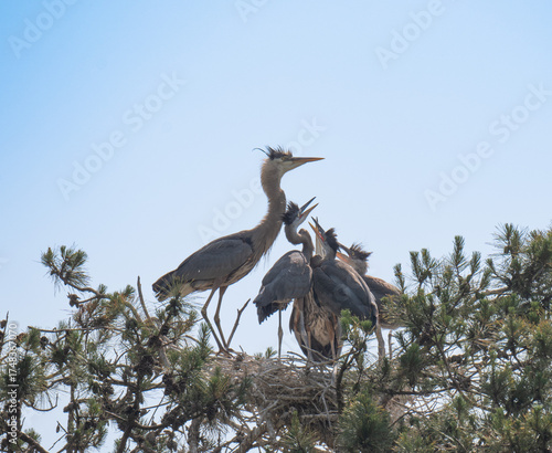 Great Blue Heron with Fledglings