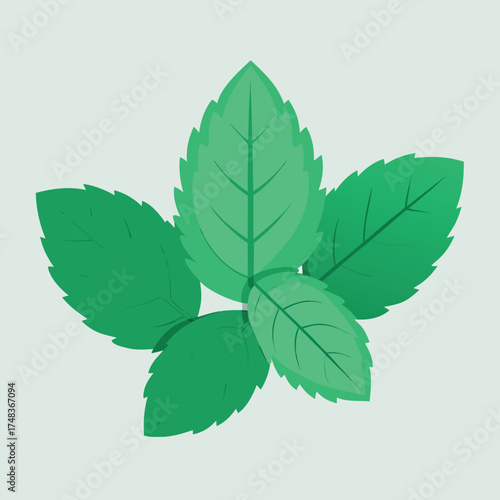 Fresh green mint leaves illustration with a clean flat design style for culinary and decorative use
