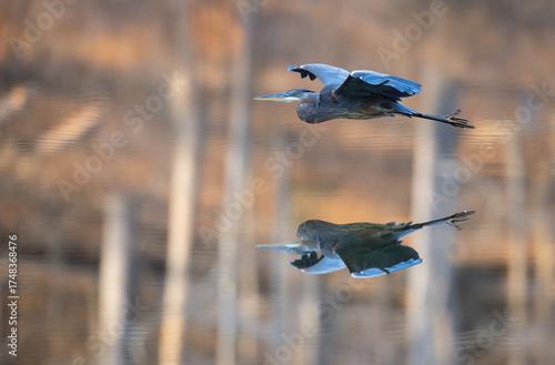 Great Blue Heron gliding over still waters