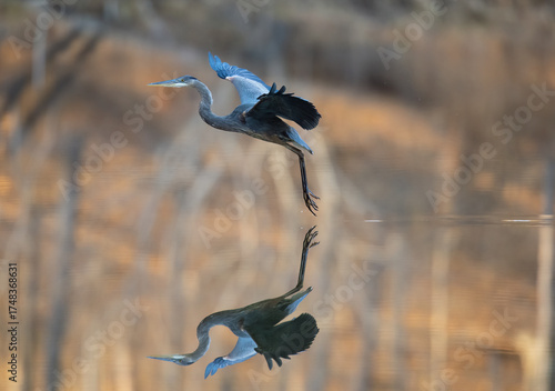 Great Blue Heron landing in still water