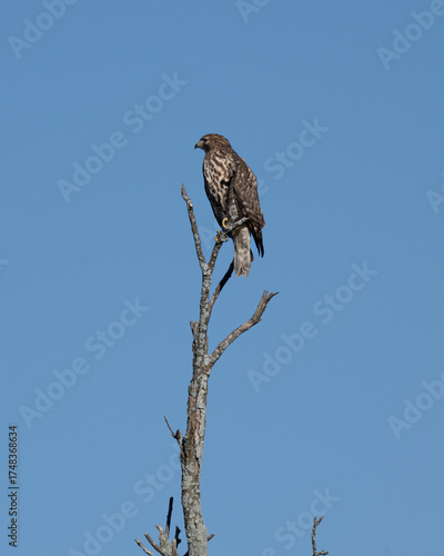 Red-Shouldered Hawk Perching on Tree
