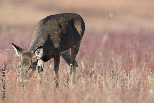 Whitetail Deer eating grass in Shenendoah National Park